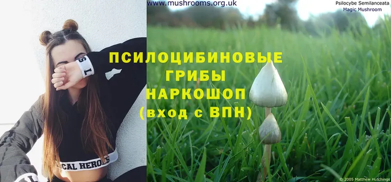 как найти наркотики  Александров  Галлюциногенные грибы Magic Shrooms 